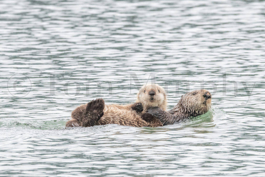 Sea Otter Mom Pup Tom Murphy Photography