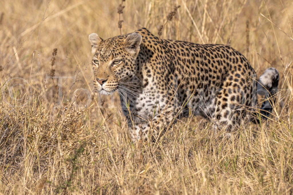 Leopard Stalking Tom Murphy Photography