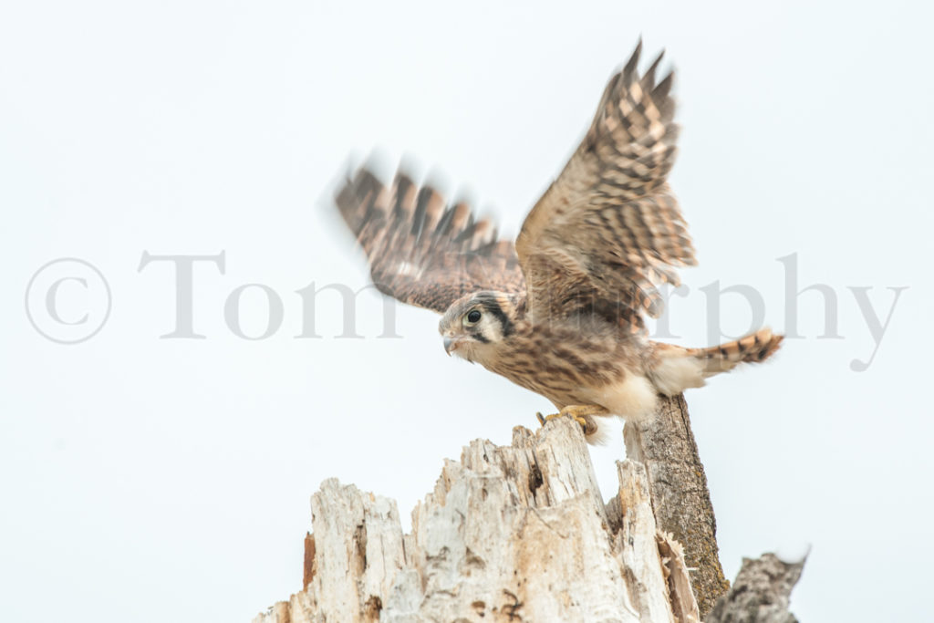 American Kestrel Juvenile – Tom Murphy Photography