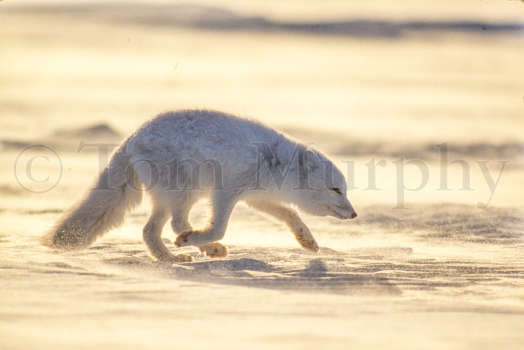 Arctic Fox Running – Tom Murphy Photography