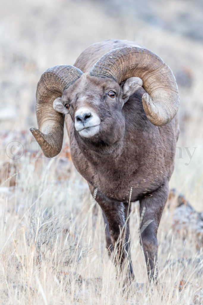 Bighorn Sheep Ram Tipped Head – Tom Murphy Photography