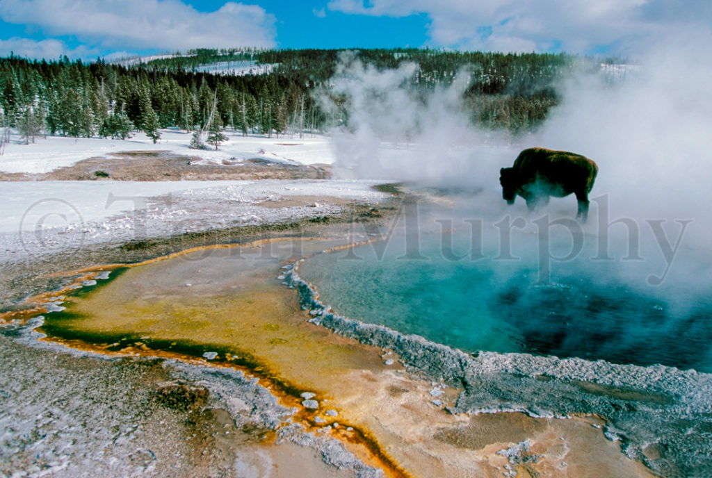 Bison Bull Crested Pool – Tom Murphy Photography