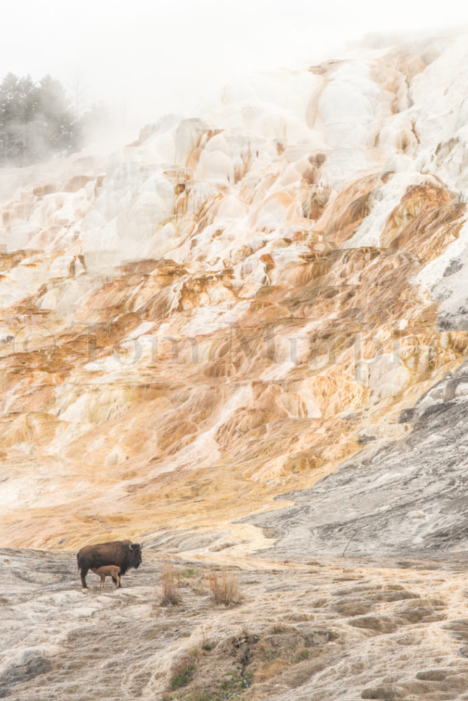 Bison – Tom Murphy Photography