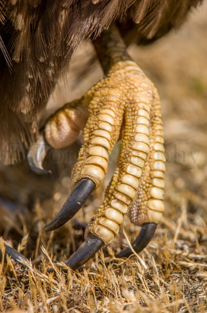 Caracara Foot – Tom Murphy Photography