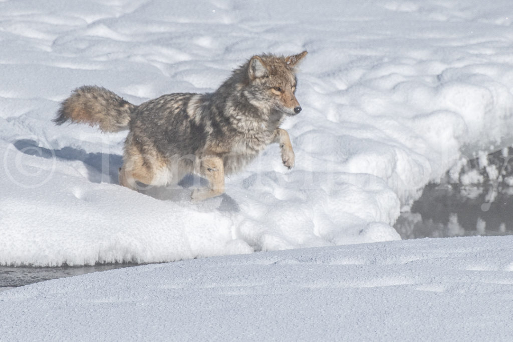 Coyote Jumping – Tom Murphy Photography