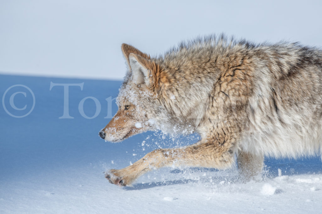 Coyote Walking Snow – Tom Murphy Photography