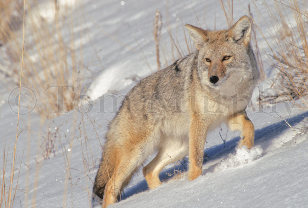 Coyote Walking Snow – Tom Murphy Photography