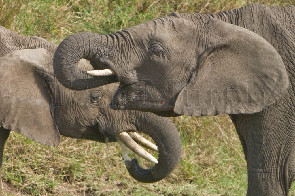 Elephants Drinking Tom Murphy Photography