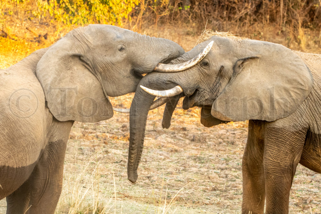 Elephants Sparring Tom Murphy Photography