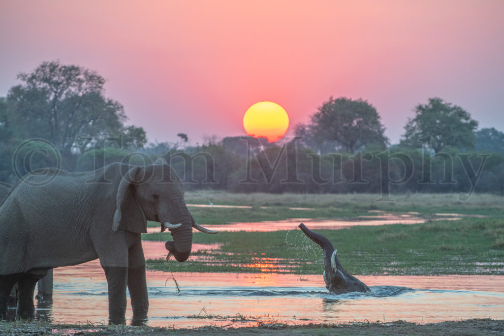 Elephants Sunset Water Tom Murphy Photography