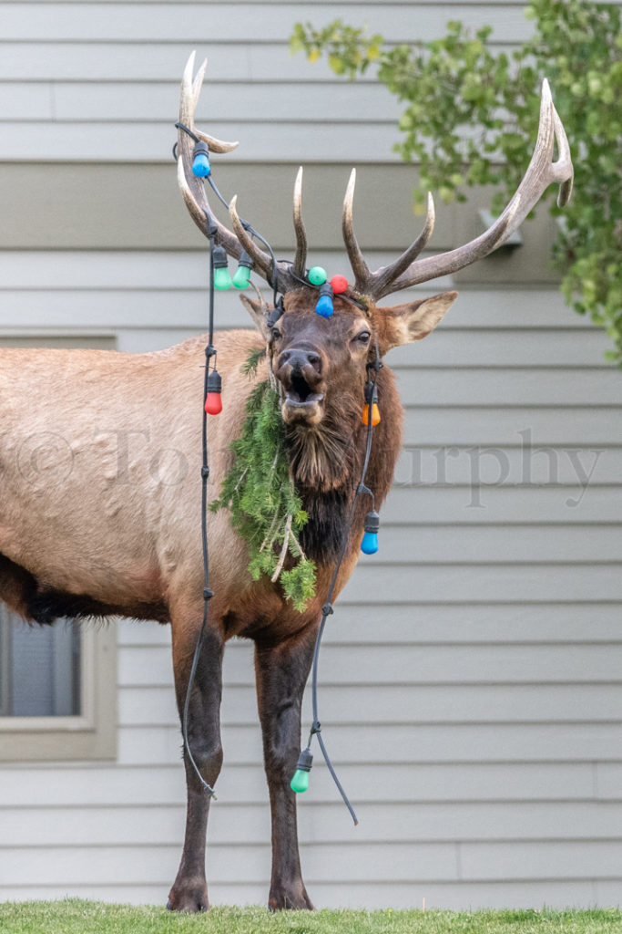 Elk Bull Christmas Lights – Tom Murphy Photography