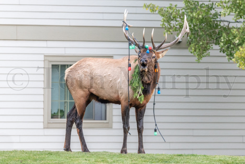 Elk Bull Christmas Lights – Tom Murphy Photography