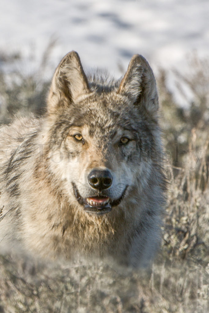 gray wolf face