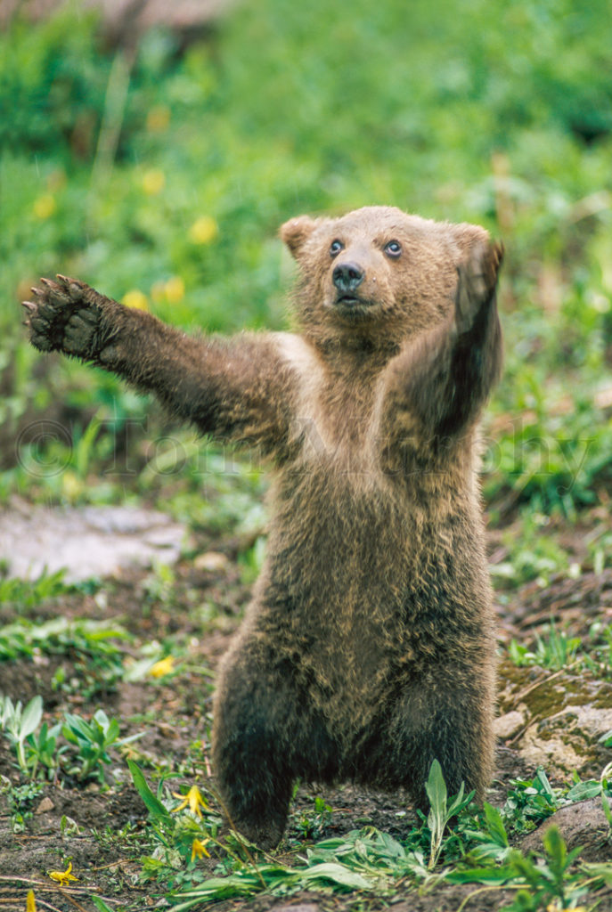 Grizzly Bear Arms – Tom Murphy Photography