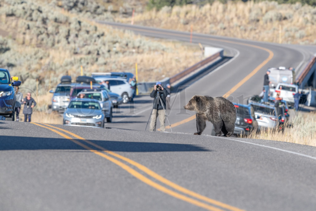 6 cars and a grizzly bear