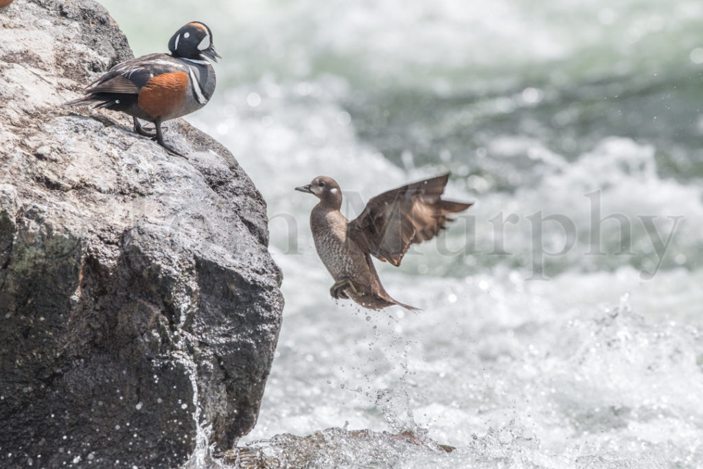 Harlequin Ducks Whitewater Hen Flying – Tom Murphy Photography