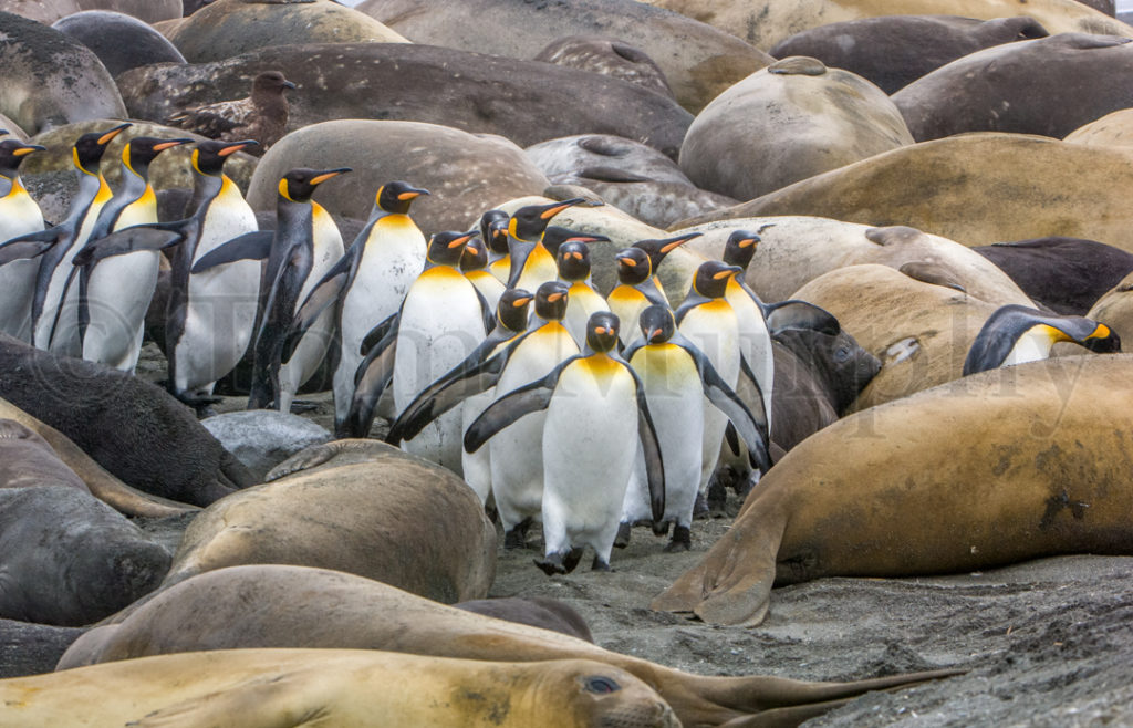 King Penguin Chick Head – Tom Murphy Photography