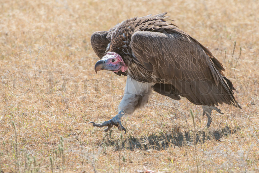 Lappet Faced Vulture – Tom Murphy Photography