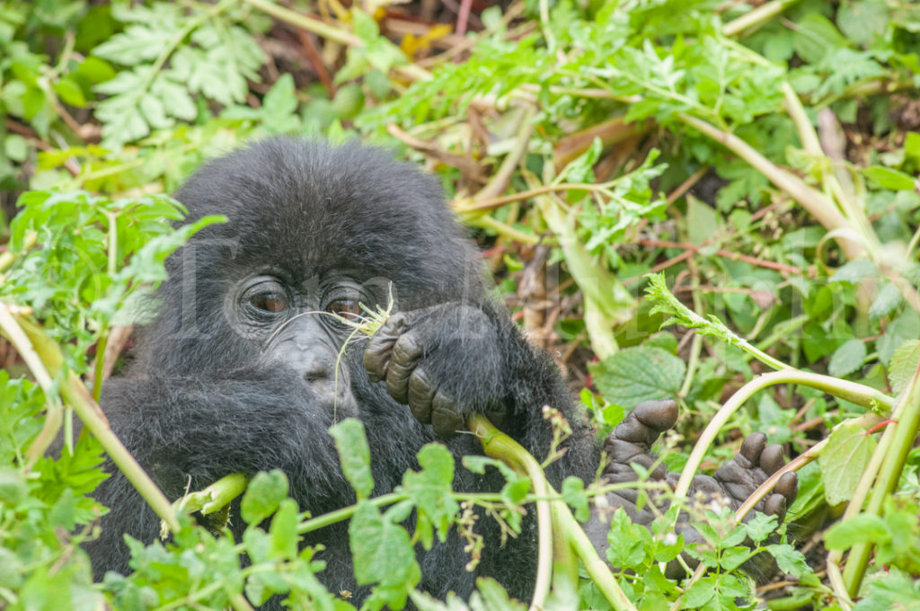 Mountain Gorilla Juvenile Feeding – Tom Murphy Photography