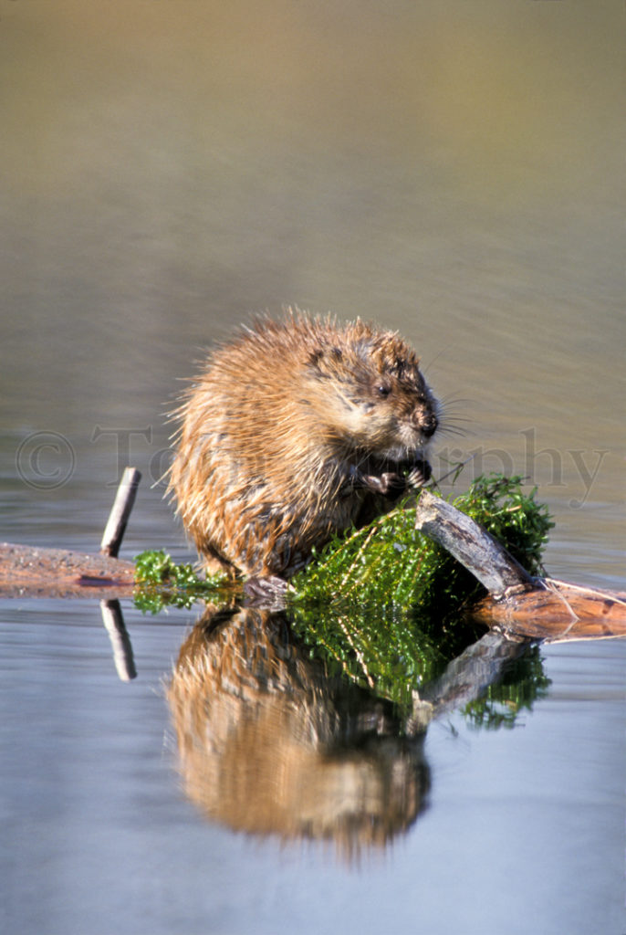 Muskrat Feeding On Log Tom Murphy Photography