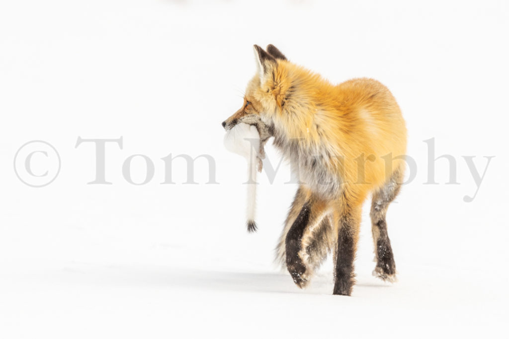 Red Fox Longtailed Weasel – Tom Murphy Photography