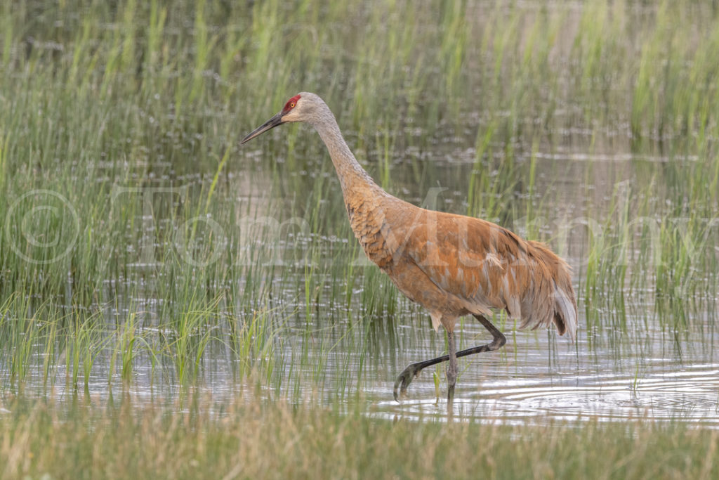 Sandhill Crane Grassy Bog – Tom Murphy Photography