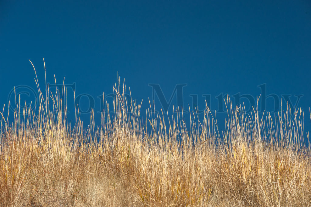 Wild Rye Grass – Tom Murphy Photography